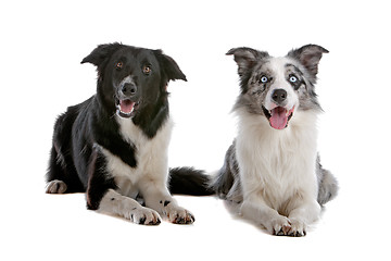 Image showing two border collie sheepdogs