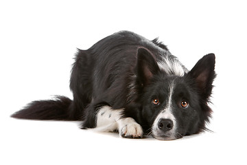 Image showing border collie sheepdog