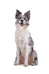 Image showing border collie sheepdog