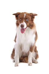 Image showing border collie sheepdog