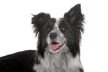 Image showing border collie sheepdog