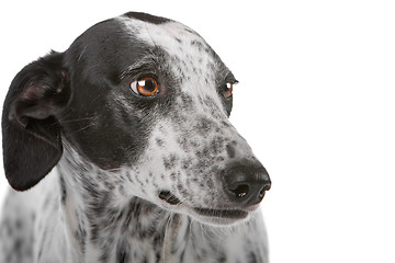 Image showing white Greyhound dog with black spots