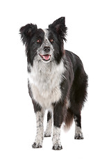 Image showing border collie sheepdog