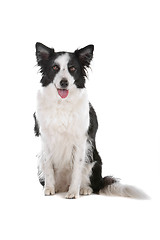 Image showing border collie sheepdog