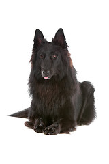 Image showing Groenendaeler or black long haired Belgium shepherd