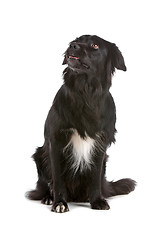 Image showing border collie sheepdog