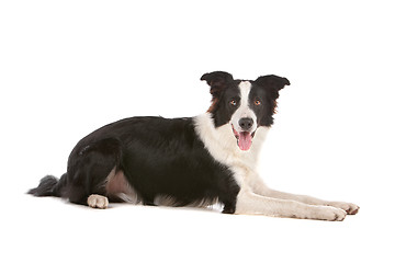 Image showing border collie sheepdog