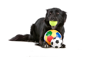 Image showing border collie sheepdog