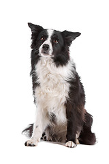 Image showing border collie sheepdog