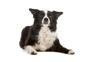 Image showing border collie sheepdog