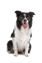 Image showing border collie sheepdog