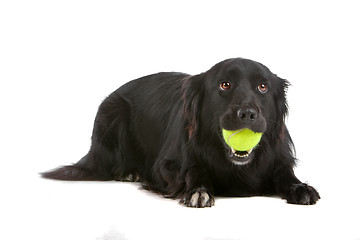 Image showing border collie sheepdog