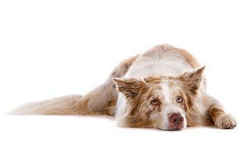 Image showing border collie sheepdog