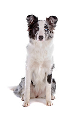 Image showing border collie sheepdog