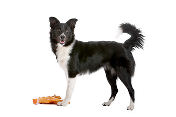 Image showing border collie sheepdog