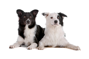 Image showing two border collie sheepdogs