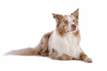 Image showing border collie sheepdog