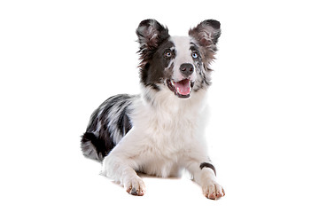 Image showing border collie sheepdog