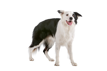 Image showing border collie sheepdog