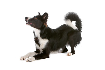 Image showing border collie sheepdog