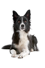 Image showing border collie sheepdog