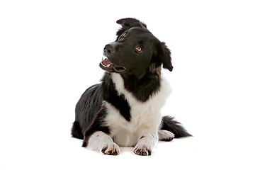 Image showing border collie sheepdog