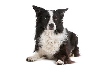 Image showing border collie sheepdog