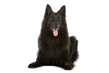 Image showing Groenendaeler or black long haired Belgium shepherd