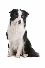 Image showing border collie sheepdog