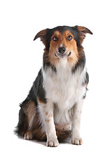 Image showing border collie sheepdog