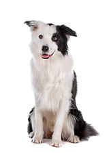 Image showing border collie sheepdog