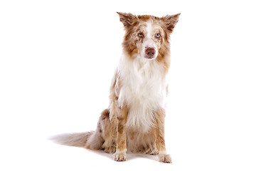 Image showing border collie sheepdog