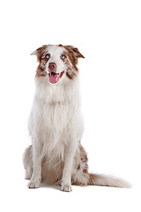 Image showing border collie sheepdog