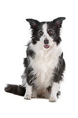 Image showing border collie sheepdog