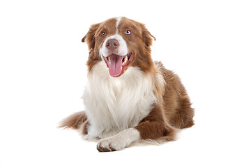 Image showing border collie sheepdog