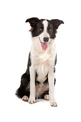 Image showing border collie sheepdog