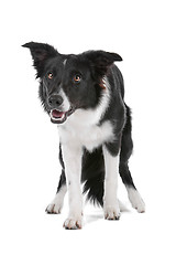 Image showing border collie sheepdog