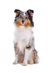 Image showing Shetland Sheepdog, Sheltie