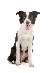 Image showing border collie sheepdog