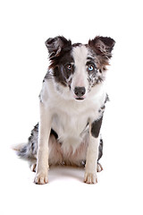 Image showing border collie sheepdog