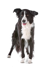 Image showing border collie sheepdog