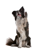 Image showing border collie sheepdog