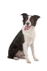 Image showing border collie sheepdog