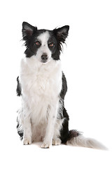 Image showing border collie sheepdog