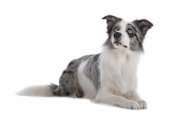 Image showing border collie sheepdog