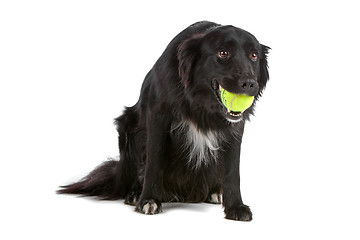 Image showing border collie sheepdog