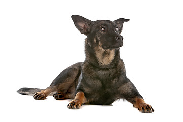 Image showing Dutch shepherd dog