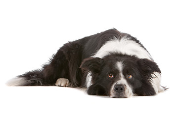 Image showing border collie sheepdog