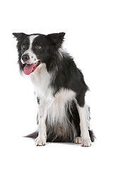 Image showing border collie sheepdog