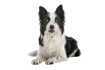 Image showing border collie sheepdog